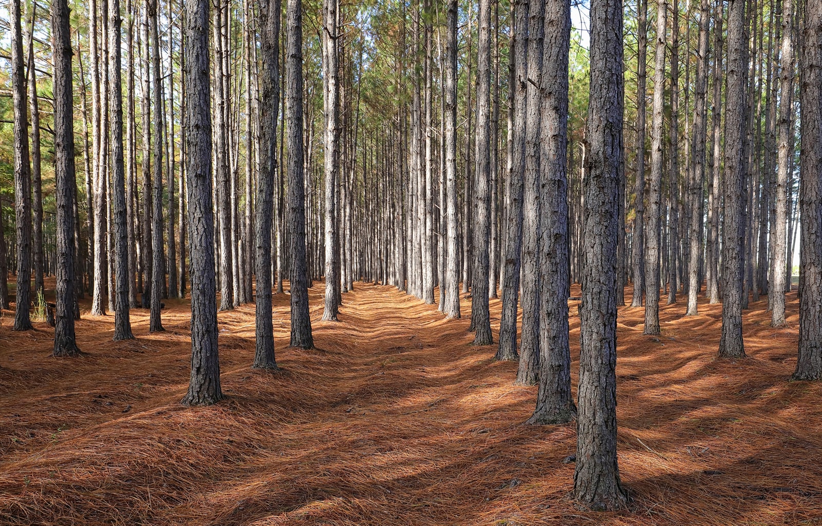 Land Clearing - Forestry Mulching