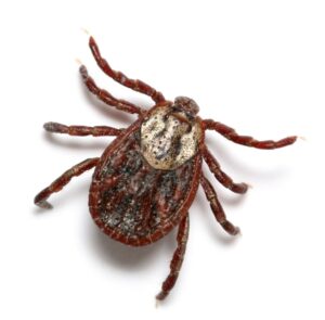 forestry mulching lowers tick populations